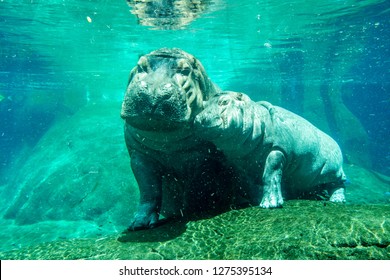 Mamma hippo with her baby under water