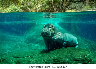 Mamma hippo with her baby under water