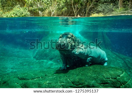 Mamma hippo with her baby under water