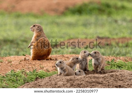 Mamma prairie dog keeping a watchful eye out over her five baby prairie dog pups in a large prairie dog town at Devils Tower National Monument.  Prairie dogs are frequently called burrowing squirrels.