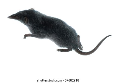 mammal animal shrew  rat isolated on white background
