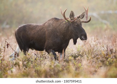 1,581 Moose nose Images, Stock Photos & Vectors | Shutterstock