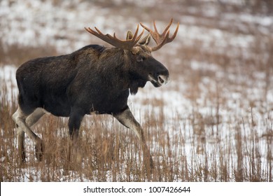 Mammal - Bull Moose Winter (Alces)