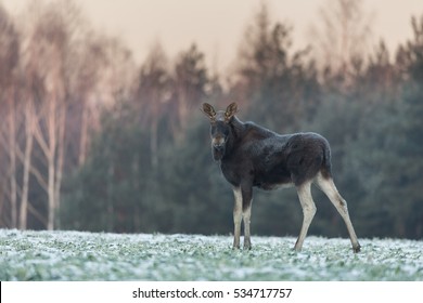 Mammal - Bull Moose Winter (Alces)