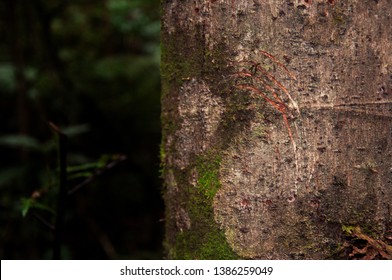 Mammal Claw Marks On Tree