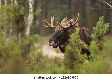 Mammal - Moose (Alces Alces)