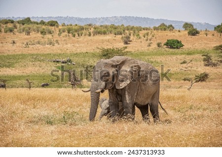 mammal, reserve, ivory, tusk, herbivore, pachyderm, big, trunk, savanna, family, jungle, environment, large, wilderness, safari, animals, landscape, african, tourism, elephants, travel, africa, natura