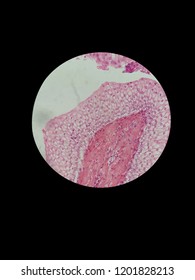 Mammal Transitional Epithelium By Light Microscope