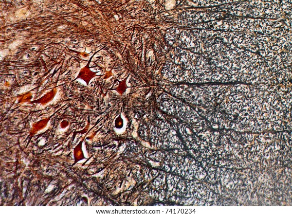 Mammalian
nervous tissue under a microscope
(~60x)