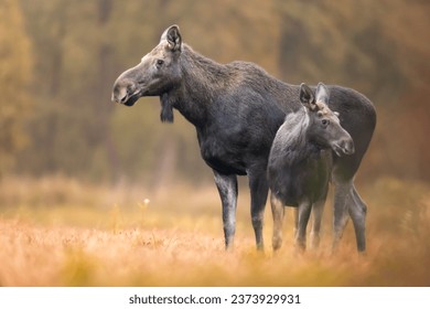 Mammals - adult female moose with a cub ( Alces alces ) - autumn meadow, Poland Europe