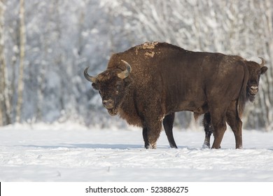 Liknande Bilder Stockfoton Och Vektorer Pa Single Adult Wild European Brown Bison Or Bison Bonasus On Snowy Field At Forest Background European Wildlife Landscape With Snow And Adult Aurochs Wisent Portrait