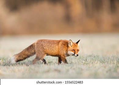 Mammals European Red Fox Vulpes Vulpes Stock Photo 1556522483