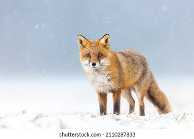 Mammals - European Red Fox (Vulpes vulpes) - Powered by Shutterstock