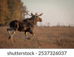 Mammals male bull Elk Moose ( Alces alces ) North part of Poland, Europe sunrise morning in autumn time