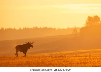 Млекопитающие самцы быка Лось (Alces alces) Северная часть Польши, Европа восход утром осенью