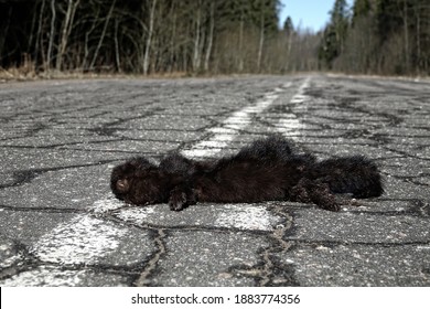 Mammals as victims of cars on roads. American mink (Mustela vison) hit by car on forest road, passing car in background. Every day millions of animals around world are victims of road accidents