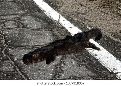 Mammals as victims of cars on roads. American mink (Mustela vison) hit by car on forest road, passing car in background. Every day millions of animals around world are victims of road accidents