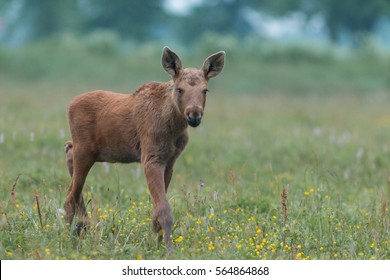 Baby Moose Images Stock Photos Vectors Shutterstock