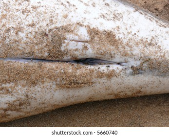 The Mammary Slits And Vaginal Opening Of A Female Harbor Porpoise.