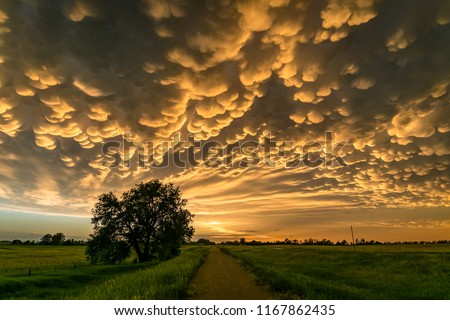 Mammatus Clouds at the Back of a Thunderstorm over Northern Nebraska at Sunset.
Mammatus is a cellular pattern of pouches hanging underneath the anvil of a storm cloud.
