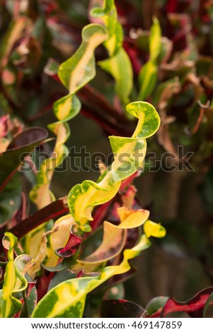 Mammi  Croton's twist leaves with muticolor (Codiaeum Mammi)
