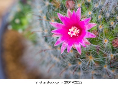 Mammillaria Boca Sana Hd Stock Images Shutterstock