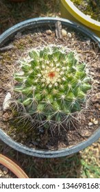 Mammillaria boolii cactus plant 