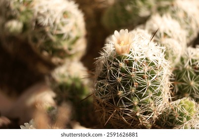 Mammillaria cactus florece con