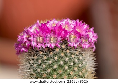 Mammillaria cactus with pink blooming flowers. Easy to grow cacti with short thorns. Evergreen tropical thorny plant for home decoration. Desert cactus with beautiful pink blossom.