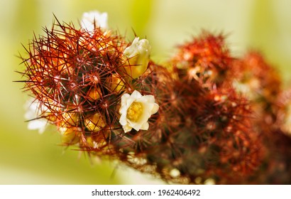 Lady Finger Cactus High Res Stock Images Shutterstock