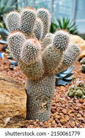 Mammillaria geminispina ,The twin spined cactus ,Cactacceae ,Nipple cactus ,