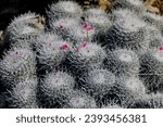  Mammillaria hahniana cactus stock photo