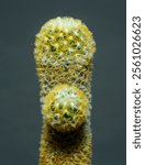 Mammillaria mieheana - cactus with soft yellow spines in a botanical collection