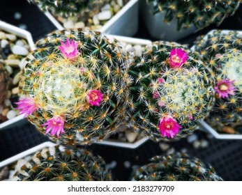Mammillaria plumosais one of the largest in the cactus family (Cactaceae)