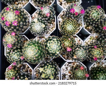 Mammillaria plumosais one of the largest in the cactus family (Cactaceae)