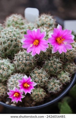 Mammillaria schumannii. Beautiful Mammillaria species with grey epidermis and unusually large pink flowers.