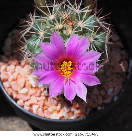 Mammillaria schumannii pink flower full bloom ,Purple flower of cactus Mammillaria Schumannii in small pot on natural background