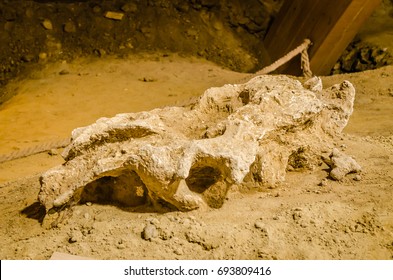 103 Columbian mammoths Images, Stock Photos & Vectors | Shutterstock