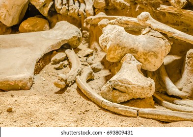 Mammoth Bone