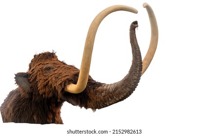 Mammoth head, teaching aid for children, flayed wool and huge tusks, isolated on white. Education concept.