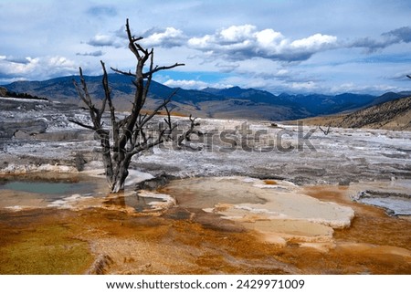 Mammoth Hot Springs - a large complex of hot springs on a hill of travertine in Yellowstone National Park adjacent to Fort Yellowstone (Park County, Wyoming, United States)