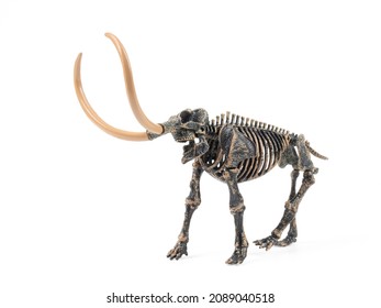 Mammoth Skeleton Fossil Isolated on White Background