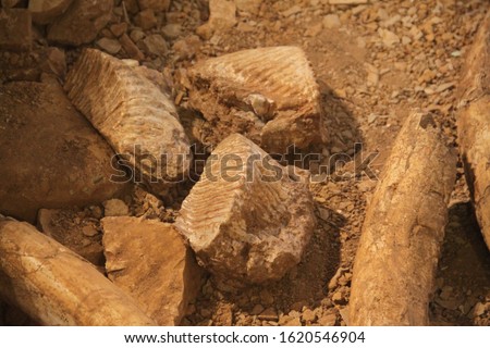Mammoth skeleton and teeth grave