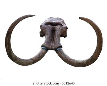 Mammoth Skull Isolated