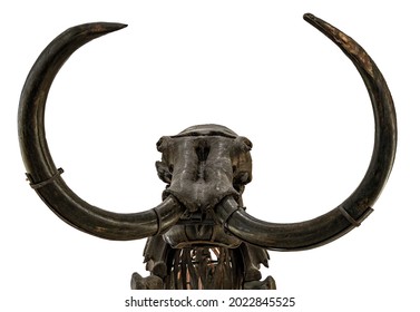 Mammoth Skull With Two Tusks