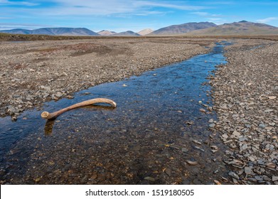 Mammoth tusk in a riverbed near Doubtful village, Wrangel Island, Chuckchi Sea, Russian Far East, Unesco World Heritage Site