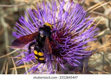 Mammoth Wasp (Megascolia bidens) is the largest wasp the Maltese islands 