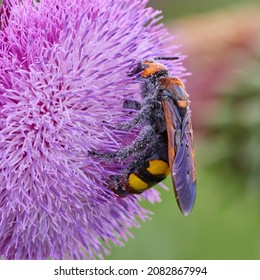 The mammoth wasp (Megascolia maculata) Scola giant wasp on purple flower