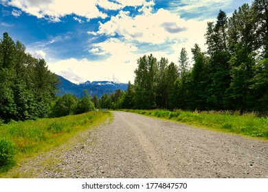 Mamquam Green And Luscious Forest