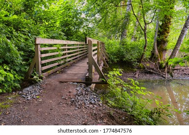 Mamquam Green And Luscious Forest